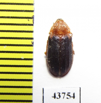 Melyridae, Melyris oblonga  Tunis - INSECTS-STORE.RU