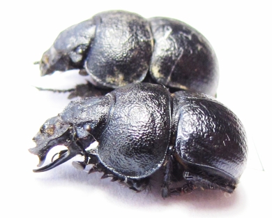 Lethrus aequidentatus, pair  Kazakhstan - INSECTS-STORE.RU