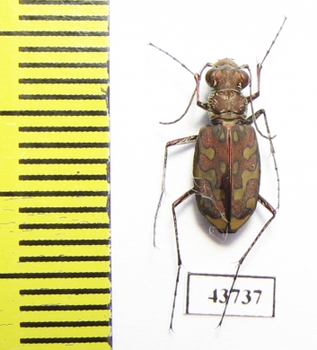 Lophyra sp.  Tunis - INSECTS-STORE.RU