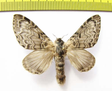 Erebidae sp.?  Ecuador - INSECTS-STORE.RU