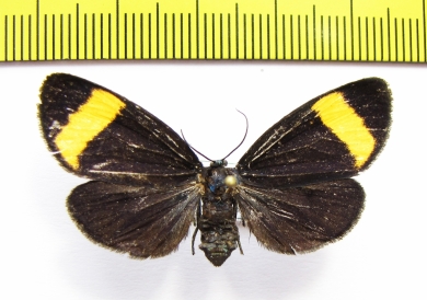 Erebidae sp.  Panama - INSECTS-STORE.RU