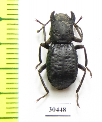 Mechanetes sp.  Malaysia - INSECTS-STORE.RU