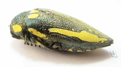 Sternocera orissa ssp., female  South Africa Rep. 48mm - INSECTS-STORE.RU