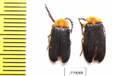 Lycidae sp.  Philippines - INSECTS-STORE.RU