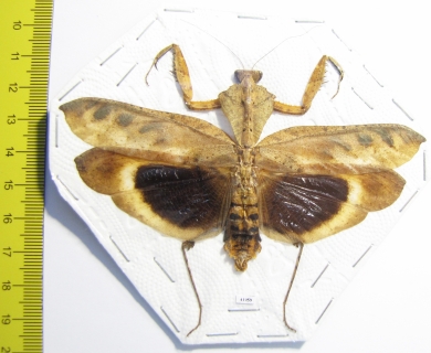 Deroplatys desiccata, male  Malaysia - INSECTS-STORE.RU