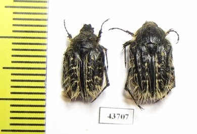 Tropinota sp.  Tunis - INSECTS-STORE.RU