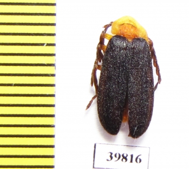 Lycidae sp.  Philippines - INSECTS-STORE.RU