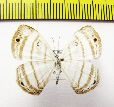 Lycaenidae sp.  Ecuador - INSECTS-STORE.RU