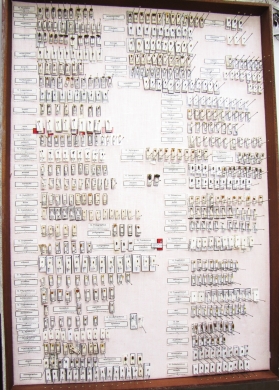 Scolytidae  - INSECTS-STORE.RU