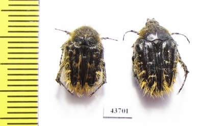 Tropinota sp., pair  Tunis - INSECTS-STORE.RU