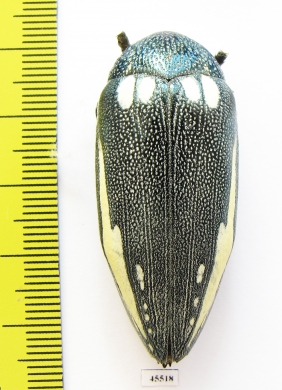 Sternocera orissa ssp., male  South Africa Rep. 44mm - INSECTS-STORE.RU