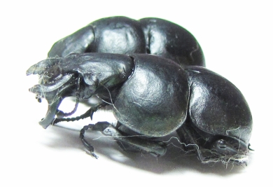 Lethrus strymonensis, pair  Greece - INSECTS-STORE.RU