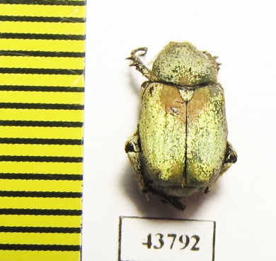 Hoplia sp.  Tunis - INSECTS-STORE.RU