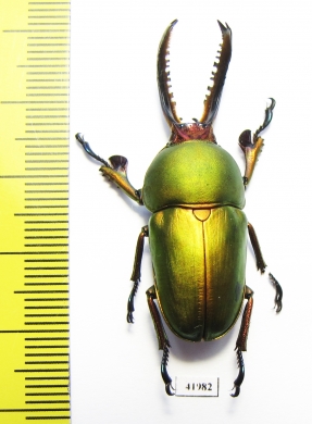 Lamprima adolphinae  Indonesia, Papua  39mm - INSECTS-STORE.RU