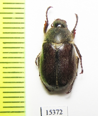 Amphimallon fuscum  Italy - INSECTS-STORE.RU