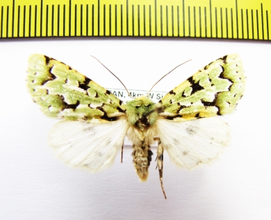 Noctuidae sp.  Bhutan - INSECTS-STORE.RU