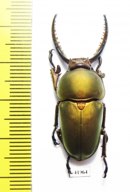 Lamprima adolphinae  Indonesia, Papua  37mm - INSECTS-STORE.RU