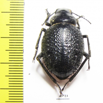 Pimelia confusa  Tunis - INSECTS-STORE.RU