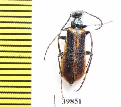 Lytta clematidis  Kazakhstan - INSECTS-STORE.RU