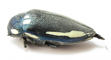 Sternocera orissa ssp., male  South Africa Rep. 44mm - INSECTS-STORE.RU