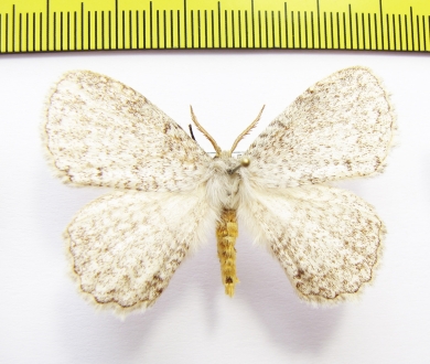 Erebidae sp.?  Tanzania - INSECTS-STORE.RU