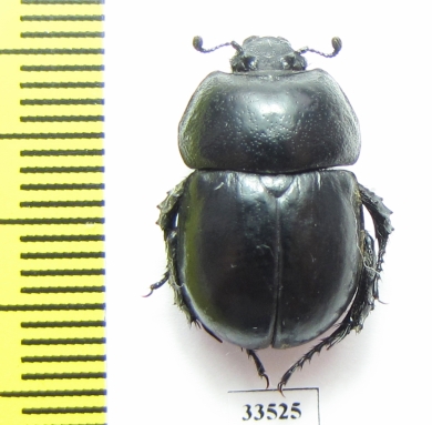 Odontotrypes medvedevi  China - INSECTS-STORE.RU