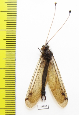 Ascalaphidae sp.  South Africa Rep. - INSECTS-STORE.RU