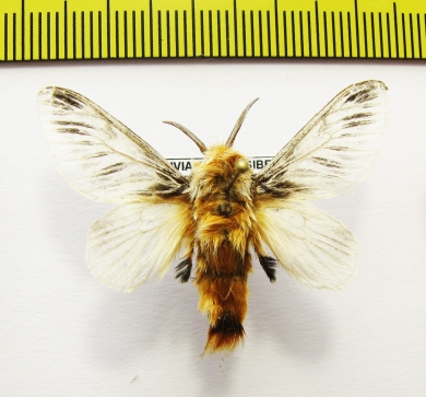 Lasiocampidae sp.  Bolivia - INSECTS-STORE.RU