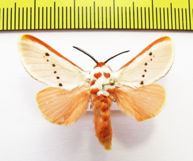 Erebidae sp.?  Honduras - INSECTS-STORE.RU