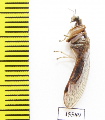 Mantispidae sp.  South Africa Rep. - INSECTS-STORE.RU