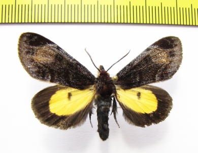 Erebidae sp.?  Ecuador - INSECTS-STORE.RU