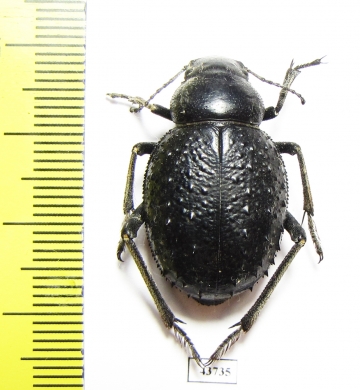 Pimelia confusa  Tunis - INSECTS-STORE.RU