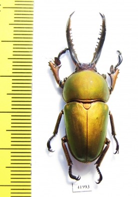 Lamprima adolphinae  Indonesia, Papua  39mm - INSECTS-STORE.RU