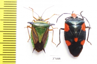 Hemiptera sp.  Peru - INSECTS-STORE.RU