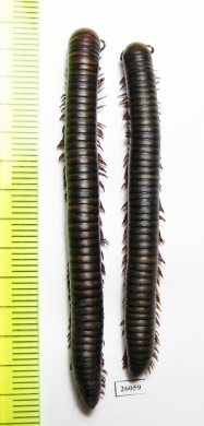 Myriapoda sp.  South Africa Rep. - INSECTS-STORE.RU