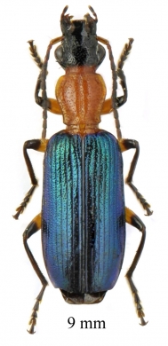 Calleida sp. South Africa Rep. 9mm - INSECTS-STORE.RU