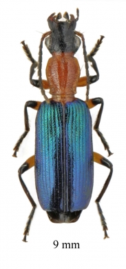 Calleida sp. South Africa Rep. 9mm - INSECTS-STORE.RU