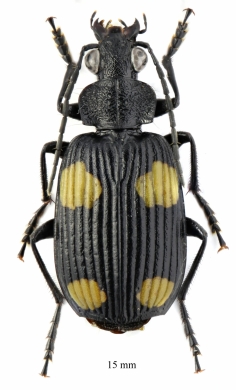 Metabele sp.  South Africa Rep. 15mm - INSECTS-STORE.RU