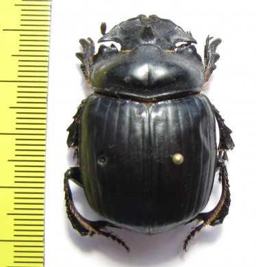 Synapsis yunnanus  China, Yunnan prov. - INSECTS-STORE.RU