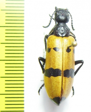 Meloidae sp.  Iran, Hormozgan prov. - INSECTS-STORE.RU