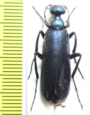 Cyaneolytta sp.  Botswana - INSECTS-STORE.RU