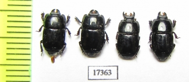 Platysoma sp.  Indonesia, Sumatra - INSECTS-STORE.RU