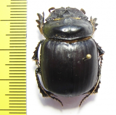 Synapsis davidis  China, Shaanxi prov. - INSECTS-STORE.RU