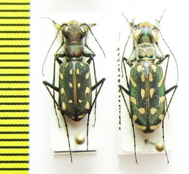 Lophyra multiguttata, pair  India/Nepal - INSECTS-STORE.RU