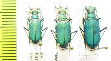 Calomera chloris, pair  Nepal - INSECTS-STORE.RU