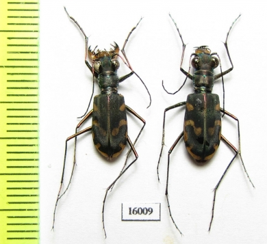 Calomera decemguttata, pair  Indonesia, Bacan isl. - INSECTS-STORE.RU