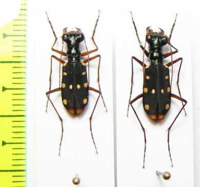 Thopeutica sawadai  Indonesia, Sulawesi - INSECTS-STORE.RU