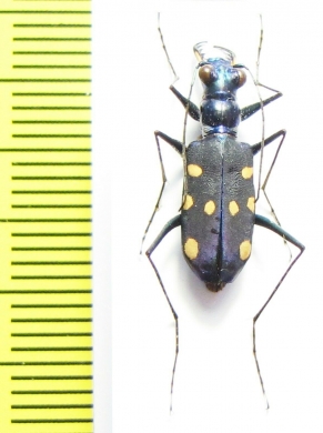 Thopeutica sp.  Indonesia, Sulawesi - INSECTS-STORE.RU