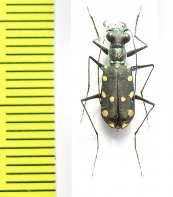 Thopeutica stenodera  Indonesia, Sulawesi - INSECTS-STORE.RU