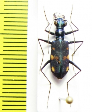 Thopeutica toraja  Indonesia, Sulawesi - INSECTS-STORE.RU